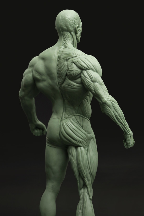 ecorche02