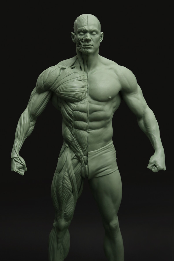 ecorche03