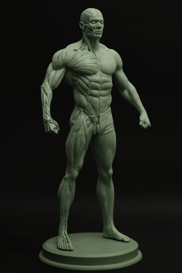 ecorche05
