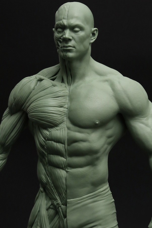 ecorche06